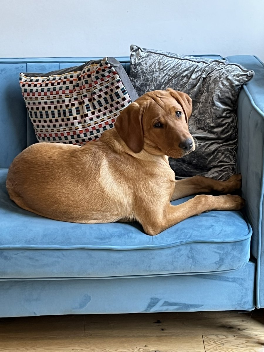 angietange's tweet photo. There once was puppy called Honey,
Who was cute &amp; mischievous &amp; funny,
On the sofa, this pup
Wasn’t meant to get up,
But she found a great spot in the  sunny.☀️ 
#LimerickSunday
#poetrycommunity 
#poetryfun 
#labradorlovers https://t.co/Ped58vtJvW