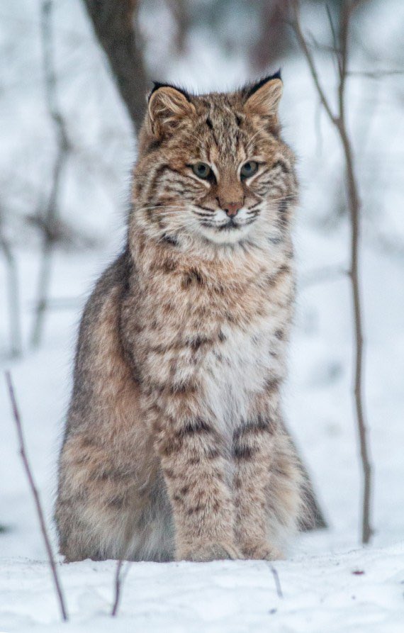 Good morning everyone