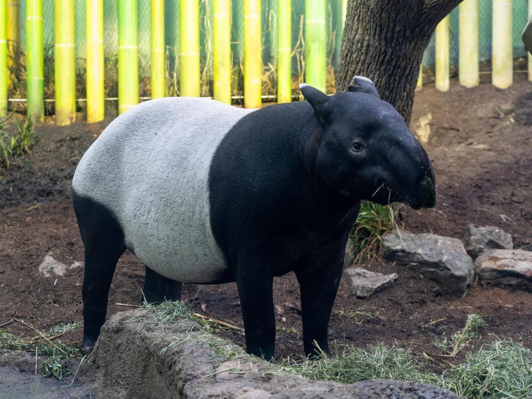 It's #WorldTapirDay! 🤍🖤

This time last year, we were thrilled to welcome female Malayan tapir ‘Sempurna’ to our zoo family as part of the Species Survival Plan (SSP) breeding program – and now we’re over the moon that she is expecting her first calf! 🍼

#YourZooYYC