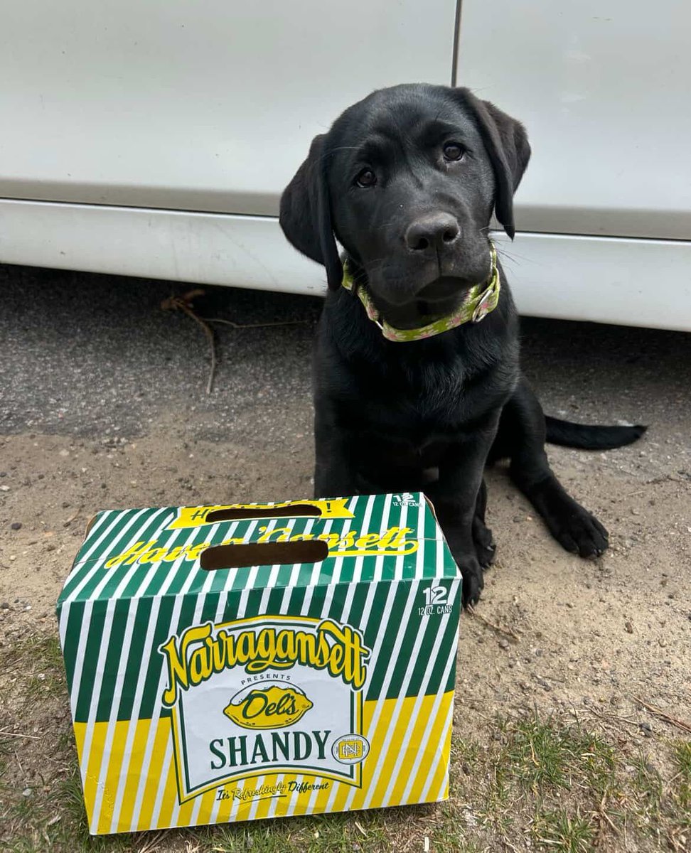 Gansettbeer's tweet image. Don't give us that look, we see some shandy's missing...

Just kidding, this look would work on us every time!

📸 @peanutchaloux

#dels #shandy #dogsofinstagram #dog #blacklab #lab #beer #delsshandy #narragansett