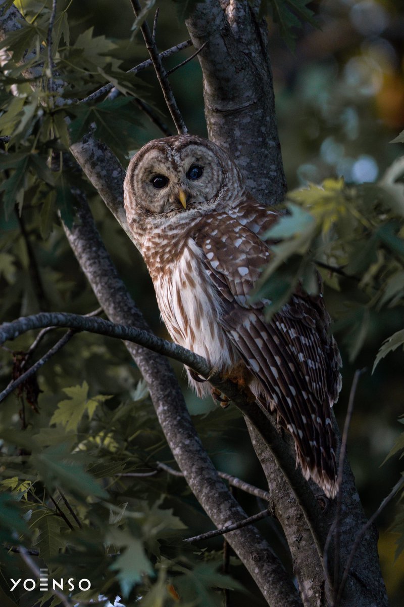 willgofurther's tweet image. Oh, well. He’s an owl pic I recently took. If you like it leave a heart or a comment. What do you think of the edit? 

I’m getting g frustrated with social media. I have been posting my photography, which I believe is above average, and I cannot get traction on posts or…