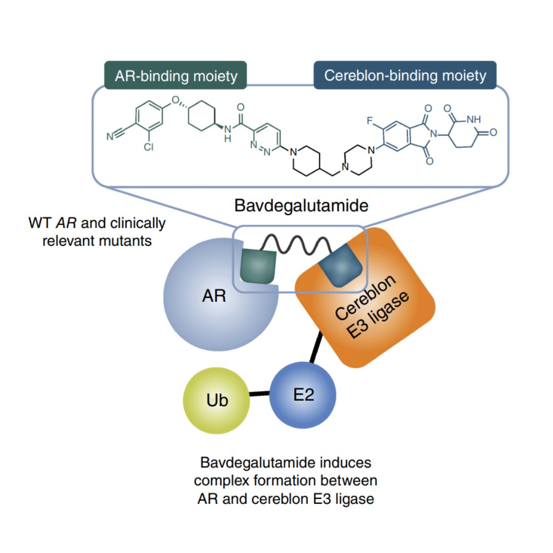 Attending the New Drugs on the Horizon session this afternoon at #AACR25? Check out this related article from the April issue, the #FirstDisclosure of Bavdegalutamide (ARV-110), a Novel PROteolysis TArgeting Chimera Androgen Receptor Degrader: doi.org/10.1158/1535-7…
#OpenAccess
