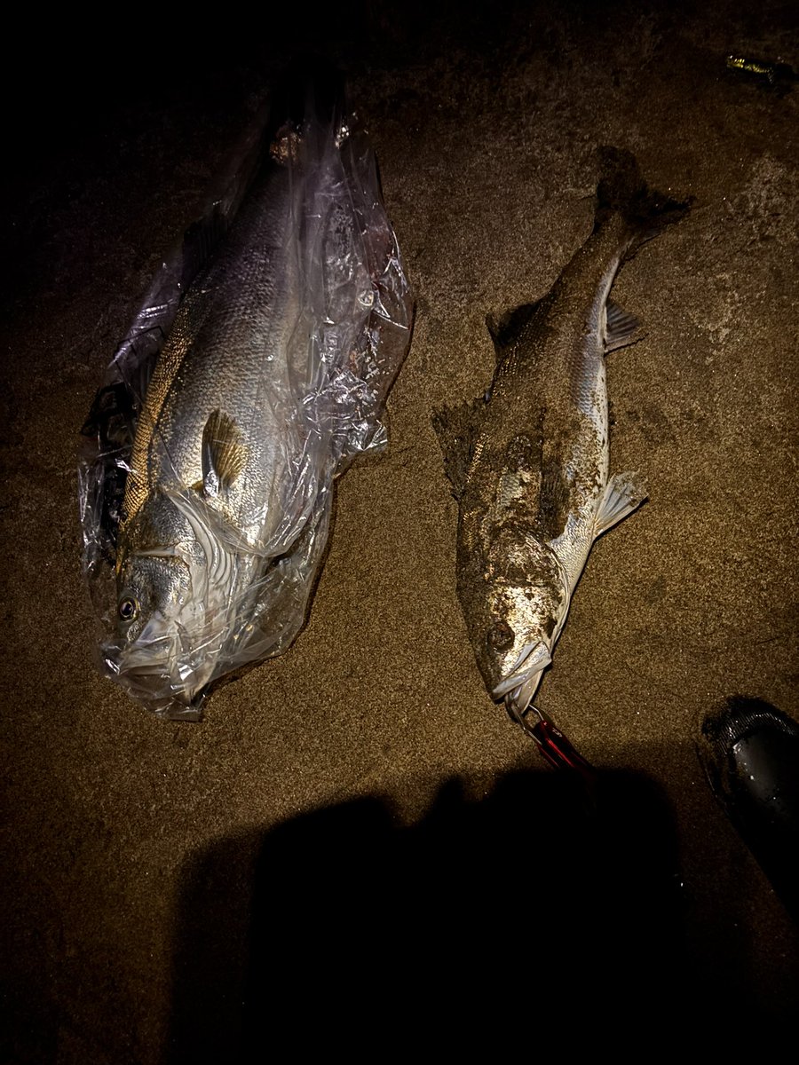 hyou_tora's tweet photo. やっと釣れたぁ今年初 #シーバス は自己新の８３cm‼️ばかでかい💦まぁそれよりなにより脂凄っ😃食べるの楽しみだ🍣
 #夜釣り  #釣り好き （2匹目はリリースして良かった💧ただ今am2時15分💦） https://t.co/qFMnusrs50