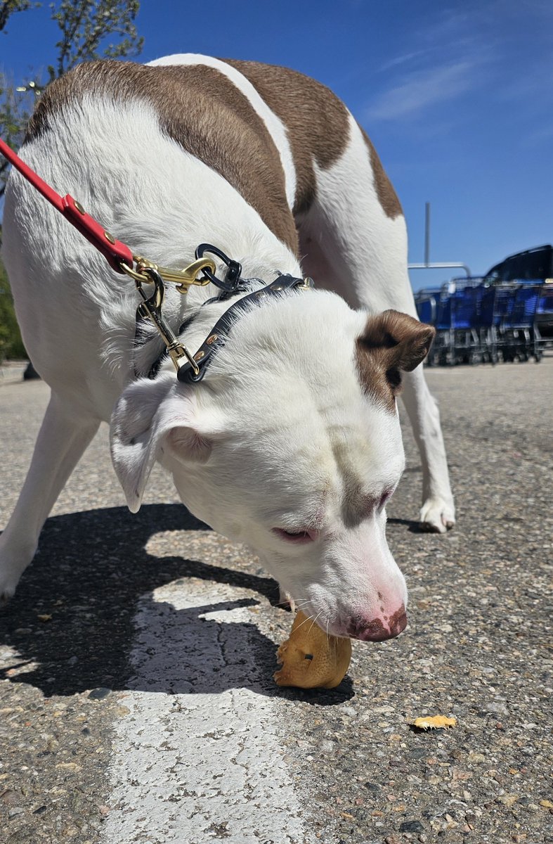 SneaXTheDegen's tweet image. GM Degens . Happy Funday Sunday ! 

Spending time with my dog and getting him his favorite treats #PigNose

Today is my dogs birthday . Say happy birthday to Crypto ! 

Have a great day, and say GM back