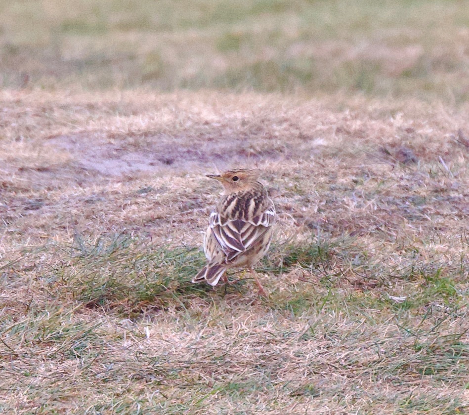1500 Barnacle Geese left out to sea over Budle Point this morning. Failed to add any this evening, but did stumble into a bonny Red-throated Pipit!
