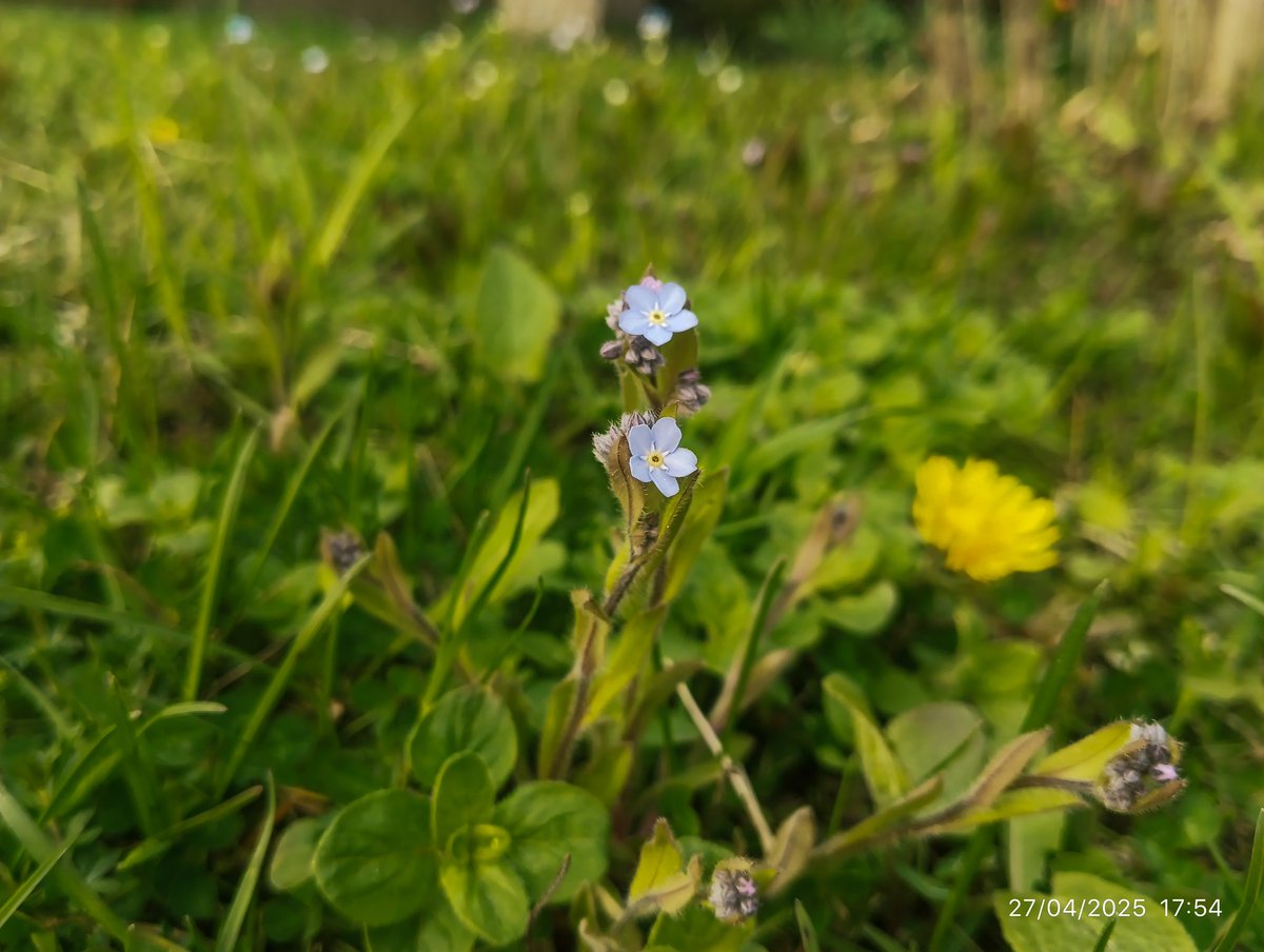 LatvianNature's tweet image. Rūjienā sāk ziedēt neaizmirstules un ķirši.

#pavasaris #spring #daba #nature #naturephotography #latvija #latvia #lv #april #aprīlis