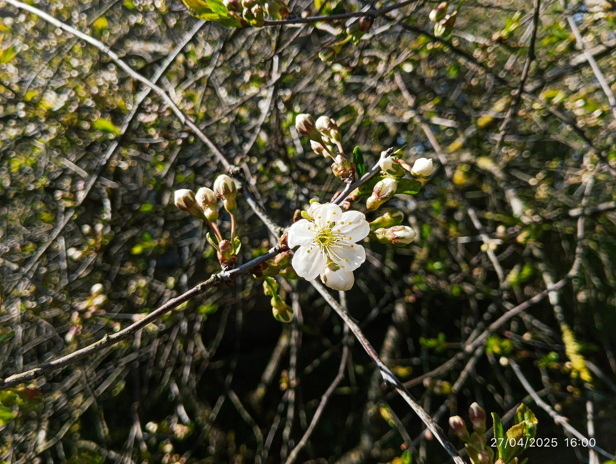 LatvianNature's tweet image. Rūjienā sāk ziedēt neaizmirstules un ķirši.

#pavasaris #spring #daba #nature #naturephotography #latvija #latvia #lv #april #aprīlis