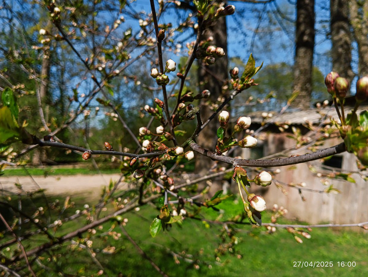 LatvianNature's tweet image. Rūjienā sāk ziedēt neaizmirstules un ķirši.

#pavasaris #spring #daba #nature #naturephotography #latvija #latvia #lv #april #aprīlis
