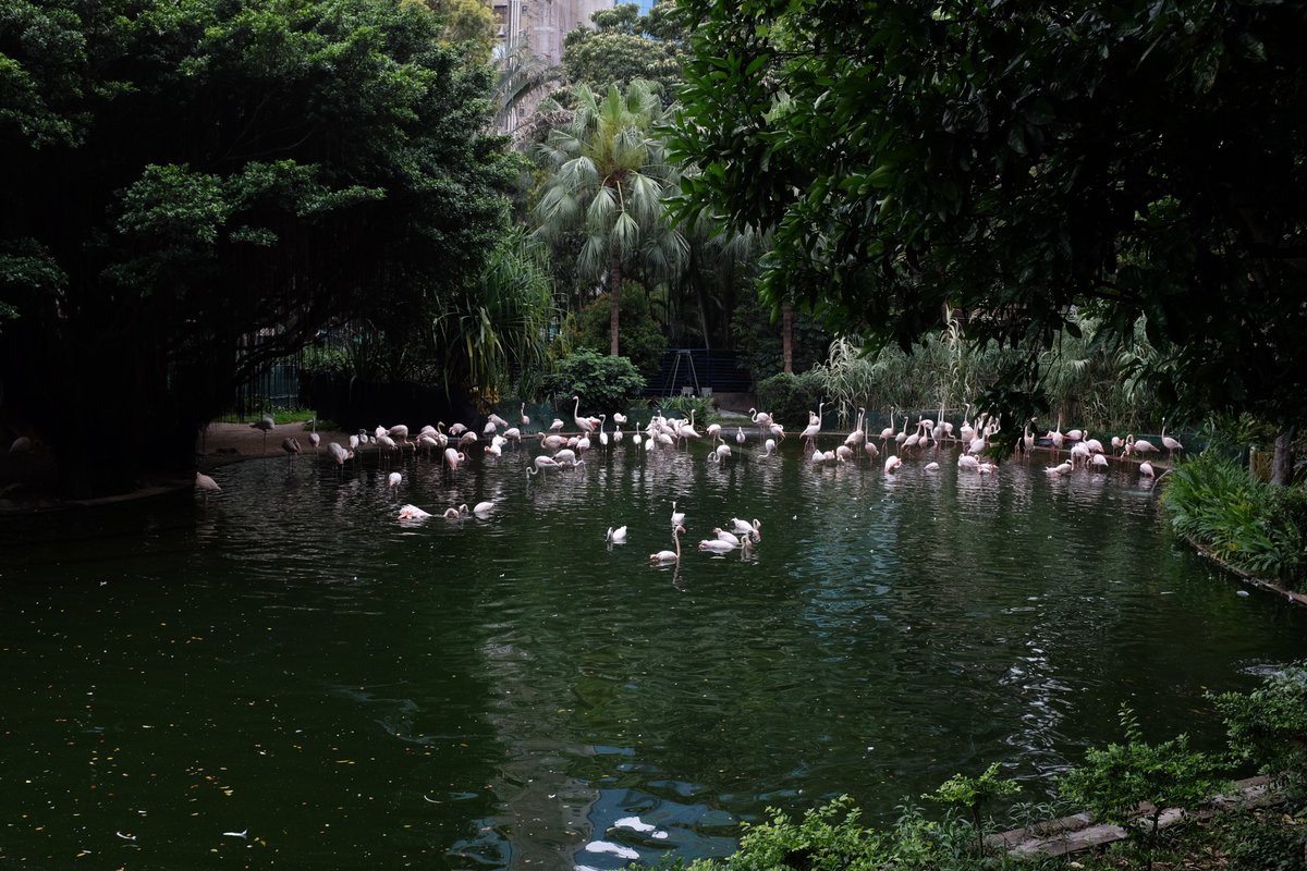 1015yzhu's tweet image. 🦩#pixelart #aseprite #ドット絵 #像素艺术