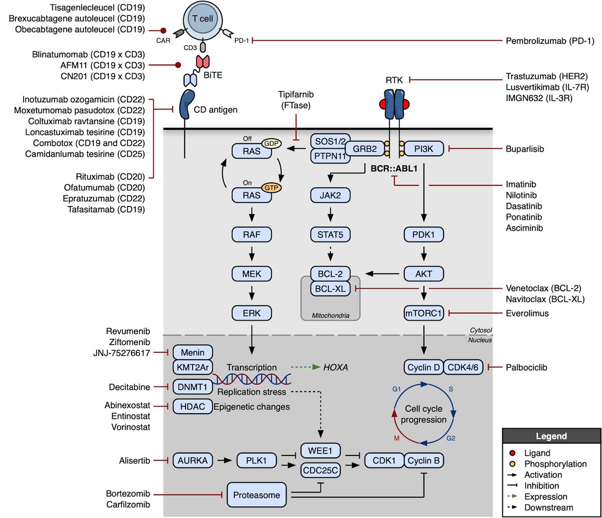 Clifford Csizmar (@ccsizmar) on Twitter photo A bit late, but our review of Antibody-Based and Other Novel Agents in Adult B-ALL is out! Many thanks to Drs. Saliba and Litzow <a href="/MRLitzow/">Mark Litzow</a> for their expertise! mdpi.com/3197744 A bit late, but our review of Antibody-Based and Other Novel Agents in Adult B-ALL is out! Many thanks to Drs. Saliba and Litzow <a href="/MRLitzow/">Mark Litzow</a> for their expertise! mdpi.com/3197744