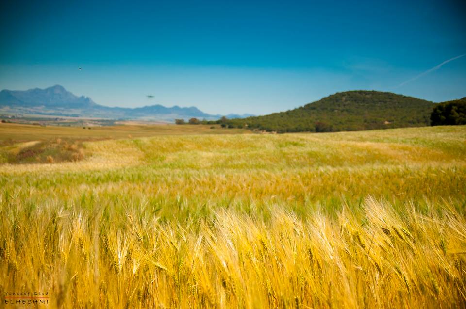 Afrikya Tunisia (@afrikyatn) on Twitter photo One more plunge into the welcoming arms of Mother Nature to be caressed by those fluffy, golden waves of #wheat captured by Youssef Zied Elhechmi <a href="/Citizen404/">Youssef Zied Elhechmi</a> from around #Tunisia's #Siliana One more plunge into the welcoming arms of Mother Nature to be caressed by those fluffy, golden waves of #wheat captured by Youssef Zied Elhechmi <a href="/Citizen404/">Youssef Zied Elhechmi</a> from around #Tunisia's #Siliana