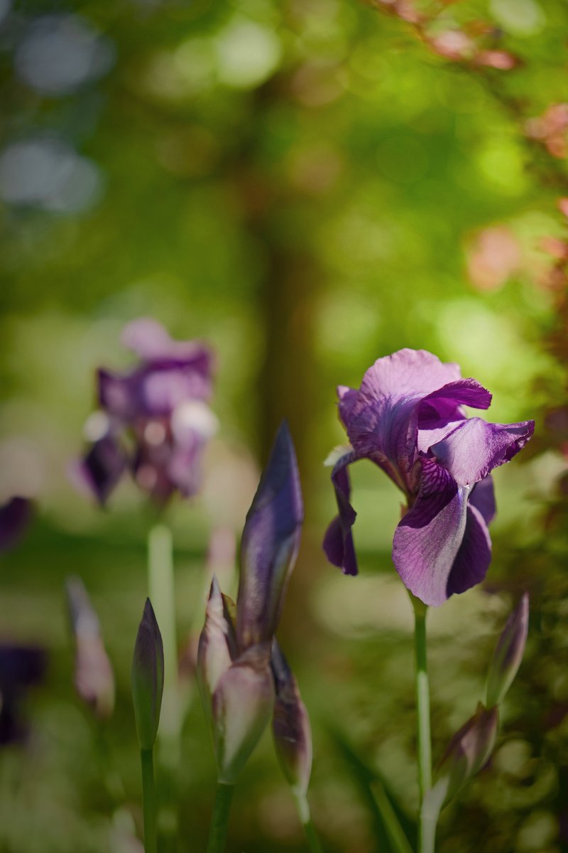 -the new Sigma BF - 
first photo, a picture of springtime.

#SigmaBF #sigma50mmContemporary <a href="/foto_sigma/">SIGMA Italia</a> <a href="/Sigma_Japan/">SIGMA Japan</a> <a href="/Sigma_Photo/">SIGMA America</a> <a href="/SigmaImagingUK/">SIGMA UK</a> <a href="/SigmaFrance/">Sigma France</a> <a href="/Sigma_Photo/">SIGMA America</a> <a href="/SIGMA_foto/">SIGMA (Deutschland)</a>