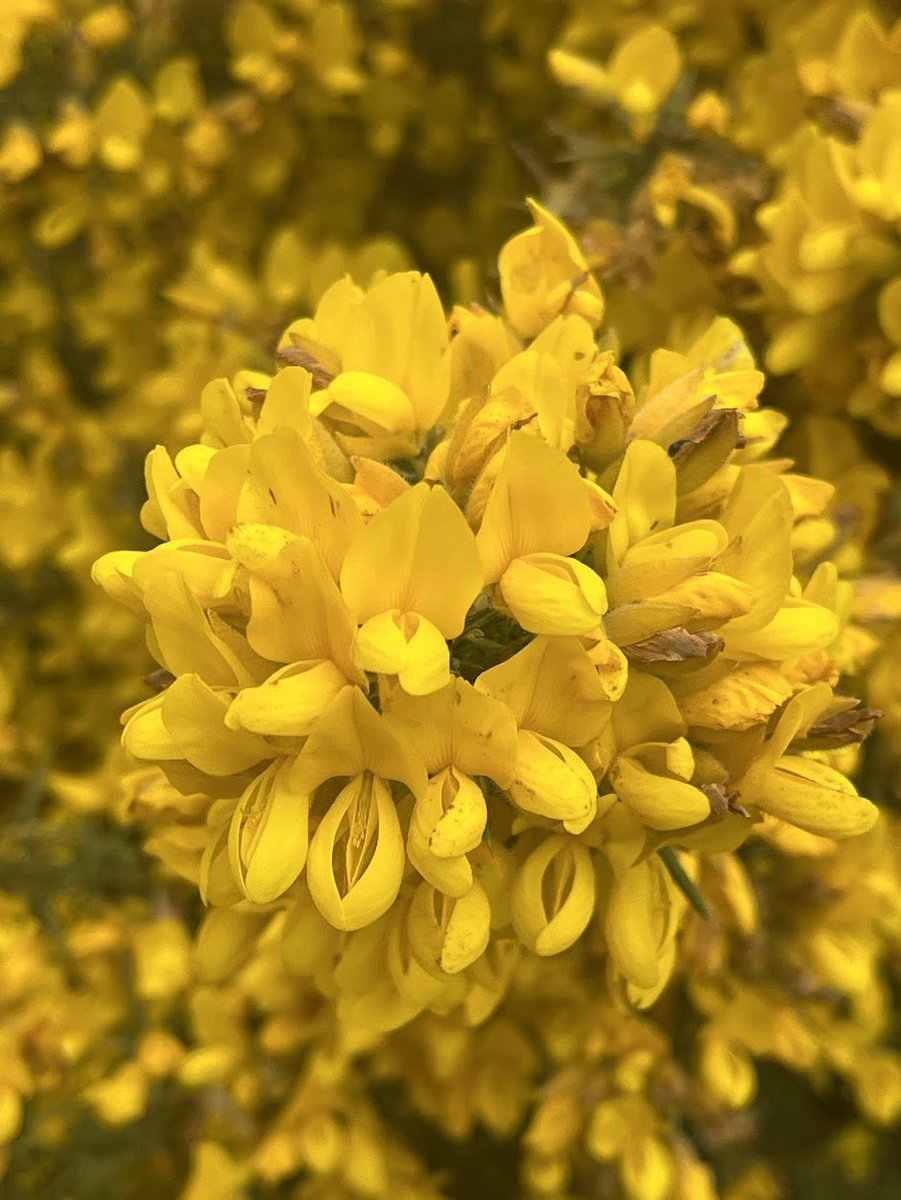 Spring gorse