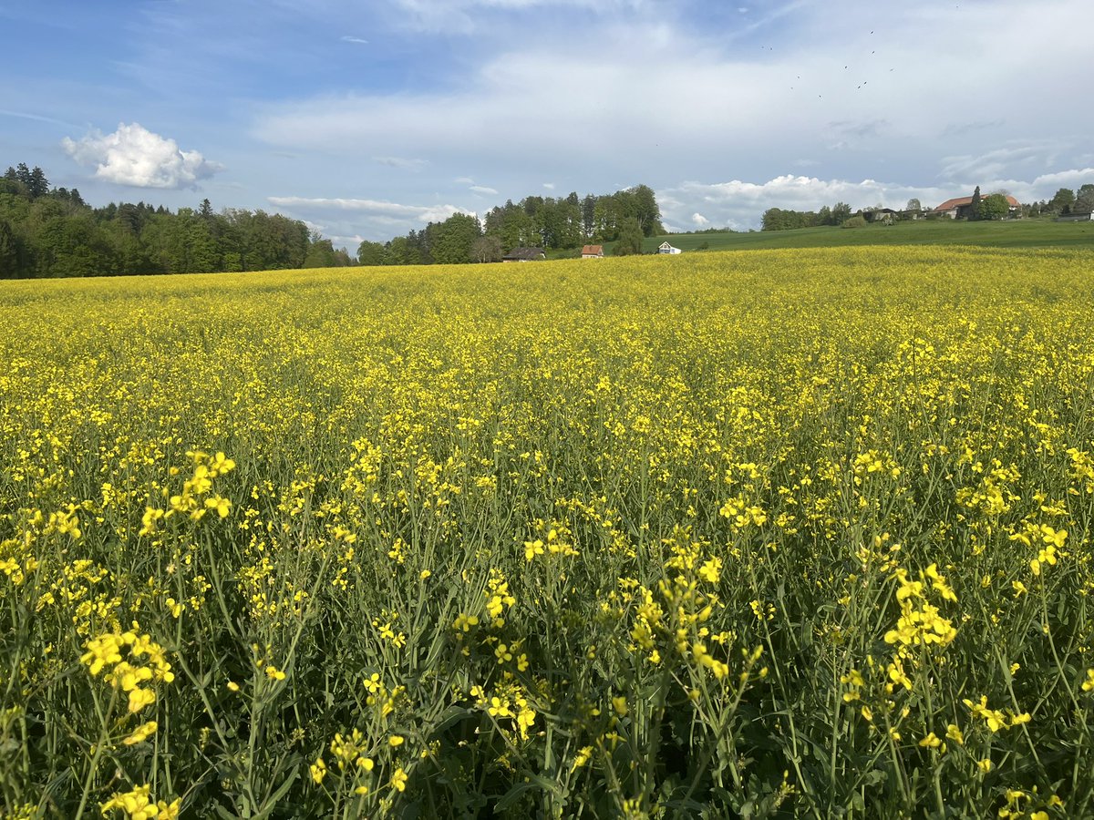 Andreas Indermühle tweet media