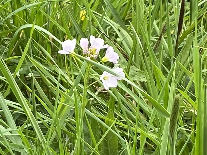 Cuckoo flower (Cardamine pratensis) also known as lady’s smock widespread in wet meadows like this one near the Fonthill Brook in Tisbury. ⁦<a href="/BSBIbotany/">BSBI: Botanical Society of Britain & Ireland</a>⁩ ⁦<a href="/wildflower_hour/">wildflowerhour</a>⁩ #cabbagefamily #cuckooflower #wildflowers #naddervalley #wildflowerhour