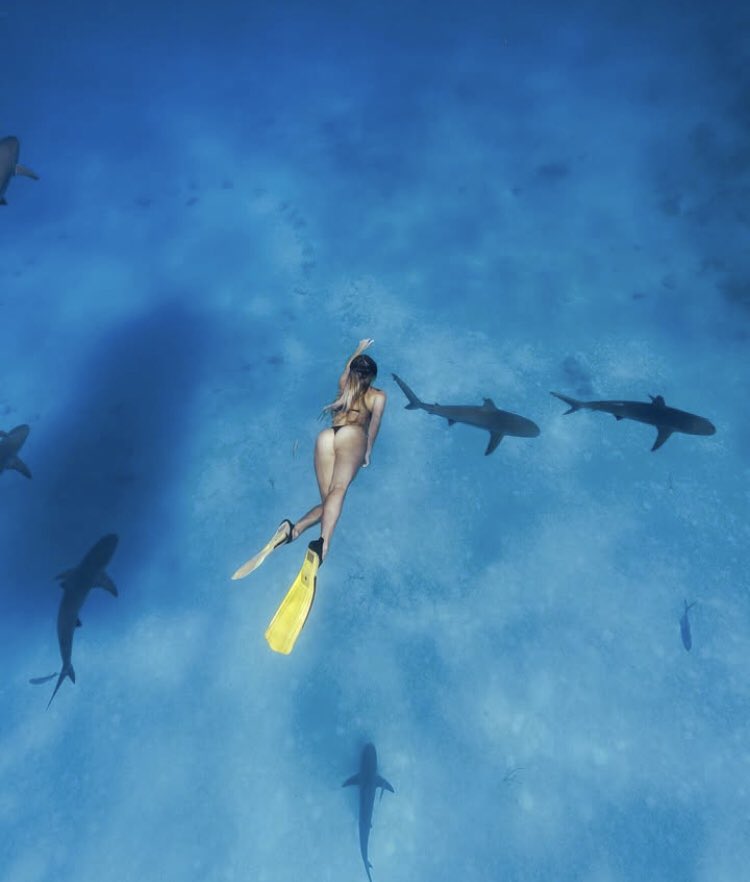 ChungSeungkyu's tweet image. Do you think sharks like cake ?