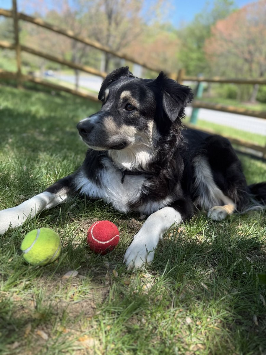Perfect day to be a dog.