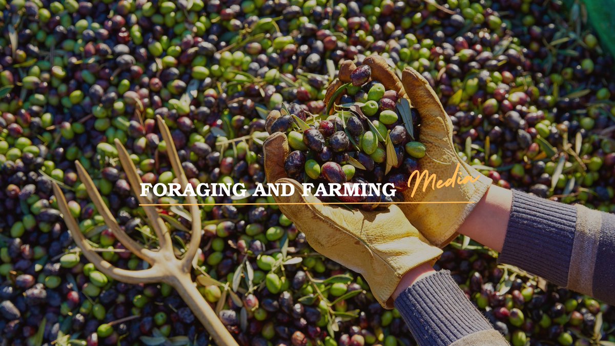 ForagingFarming's tweet image. 5 Texas Olive Farms Are Still Making a Go of It #texas #oliveoil #olive ... youtu.be/qPPIeMMETKk?si… via @YouTube