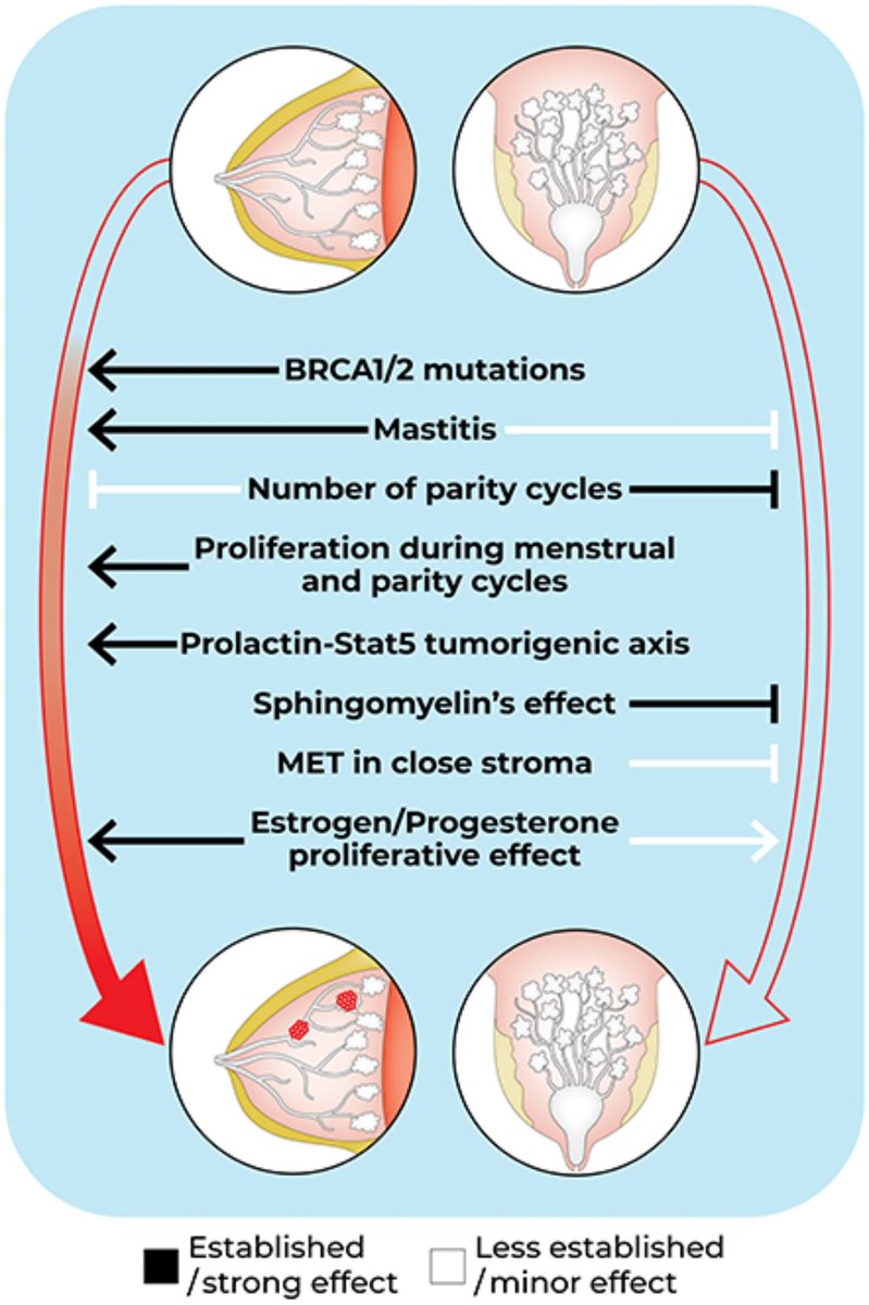 Mammary_journal's tweet image. The review by Itamar Barash discusses mammalian species-specific resistance to mammary #cancer and compares characteristics of tumorigenesis in the human breast to 🐄mammary tumor development. #BRCA1 #mastitis #reproductivecycles
link.springer.com/article/10.100…