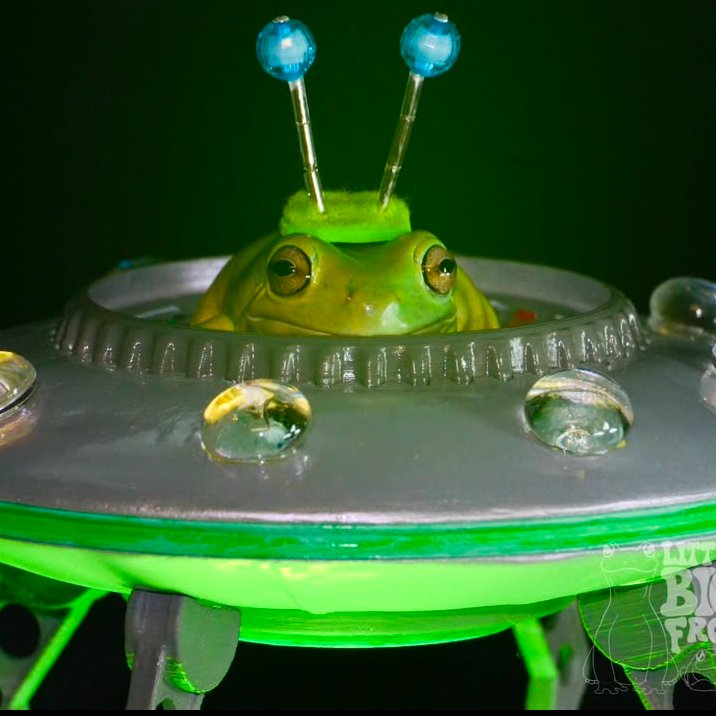 frogofthe's tweet image. 📅 30th April 2025
🐸 Jupiter
🏷️ Instagram/little.jupiter.brown
💕 #animaloftheday