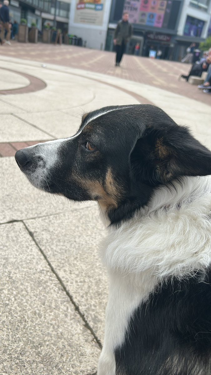 Anita Rolfe RN DN (@anitarolfe) on Twitter photo 49 #NHS1000miles (783YTD)
Thank you to <a href="/warwickecon/">Warwick Economics</a> for a welcoming and informative ‘offer day’ for my son on Saturday #newchapters #coventry #poynton #BorderCollie 49 #NHS1000miles (783YTD)
Thank you to <a href="/warwickecon/">Warwick Economics</a> for a welcoming and informative ‘offer day’ for my son on Saturday #newchapters #coventry #poynton #BorderCollie