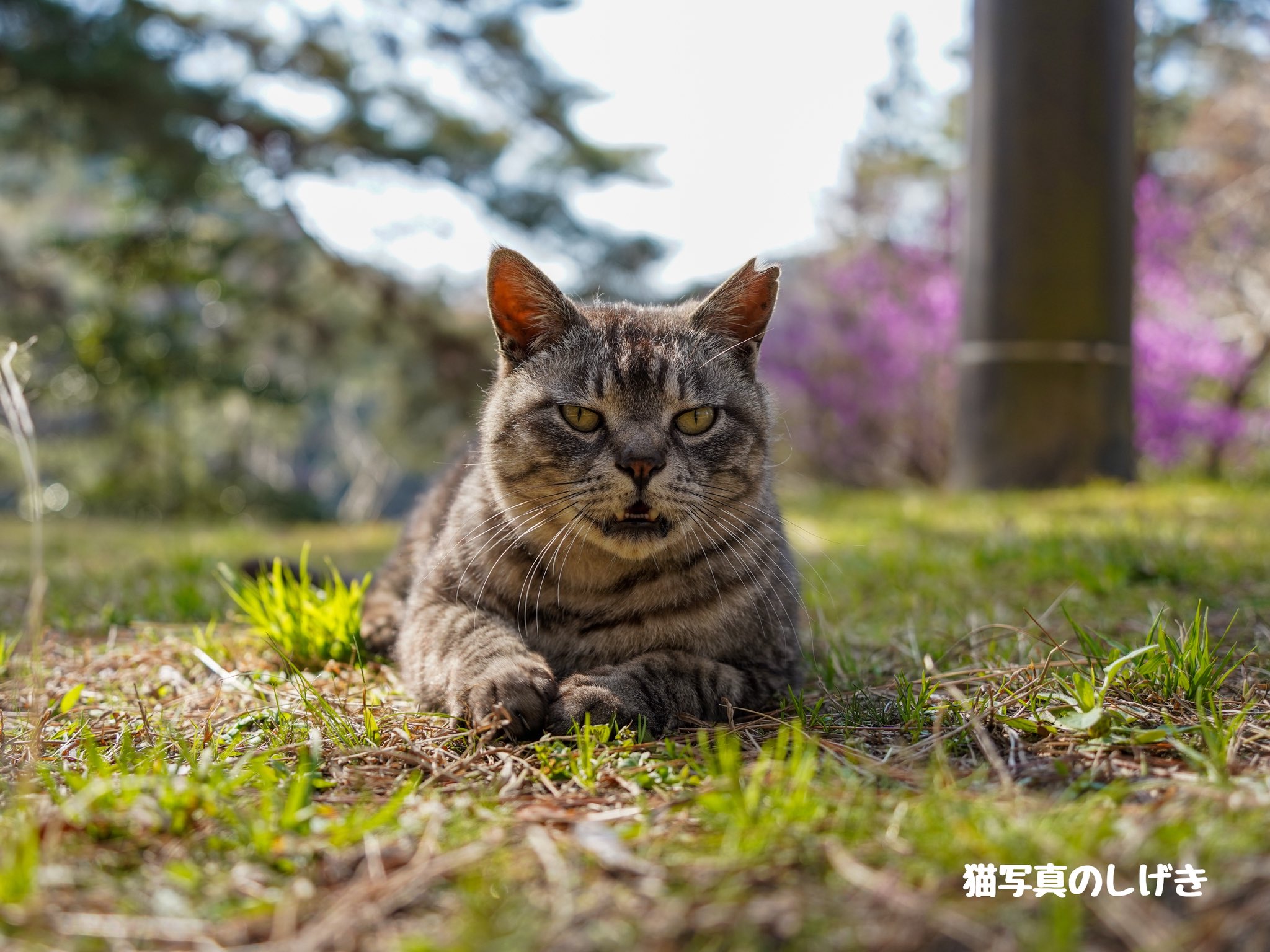 猫写真のしげき(猫散策再開しますた🐱) on X: 猫写真のしげき(猫散策再開しますた🐱) on X: