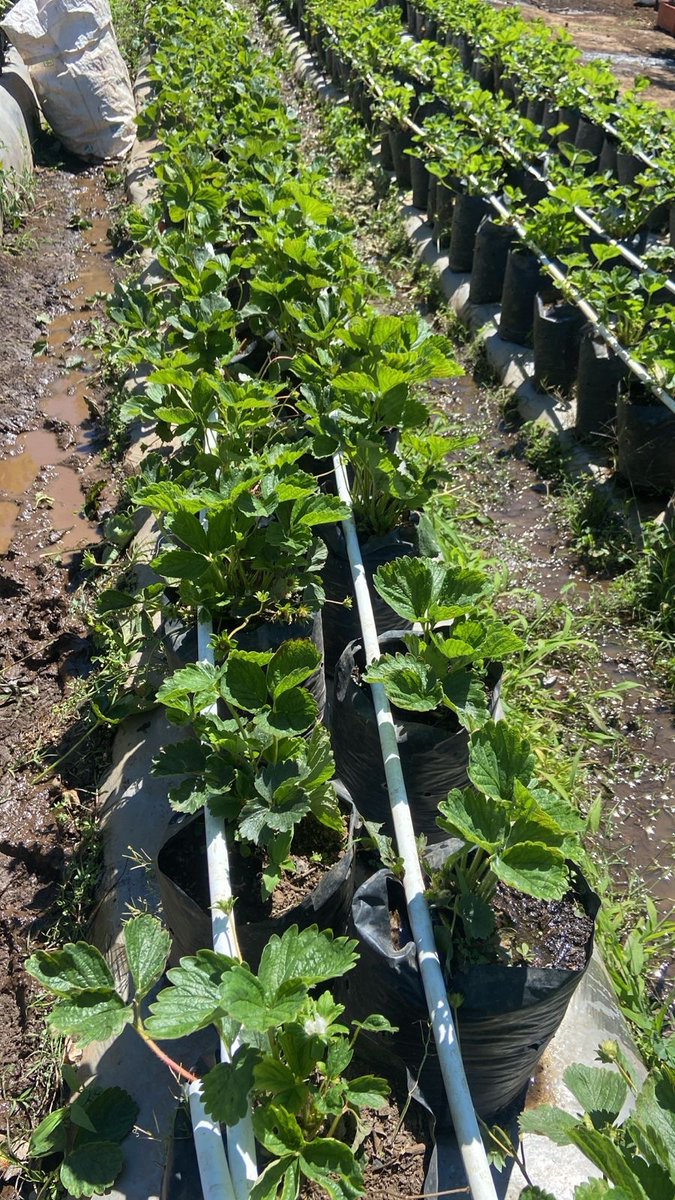 <a href="/oscardomsv/">Óscar Domínguez</a> Estimado señor ministro hemos tratado de comunicar con el personal de la  central de abastos para vender nuestro producto Fresa  frescas y congeladas y arándanos y no ha sido posible