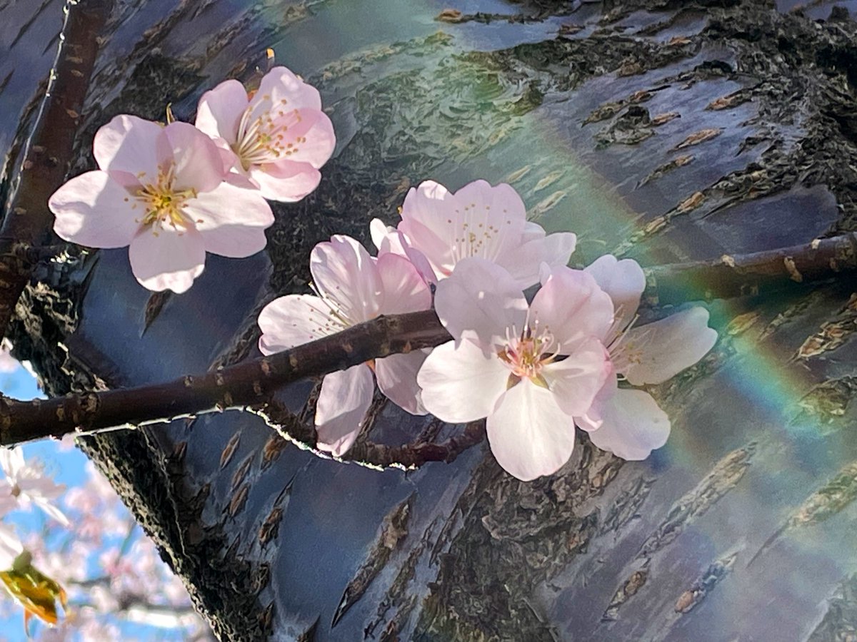 chikochikopeko's tweet photo. 散歩コースの桜

      咲きました 𓂃🌸

🎀llll
( *˘ ³˘)春の香り🩷

 #sapporo   𓂃 🗾 https://t.co/e8rANZec6J