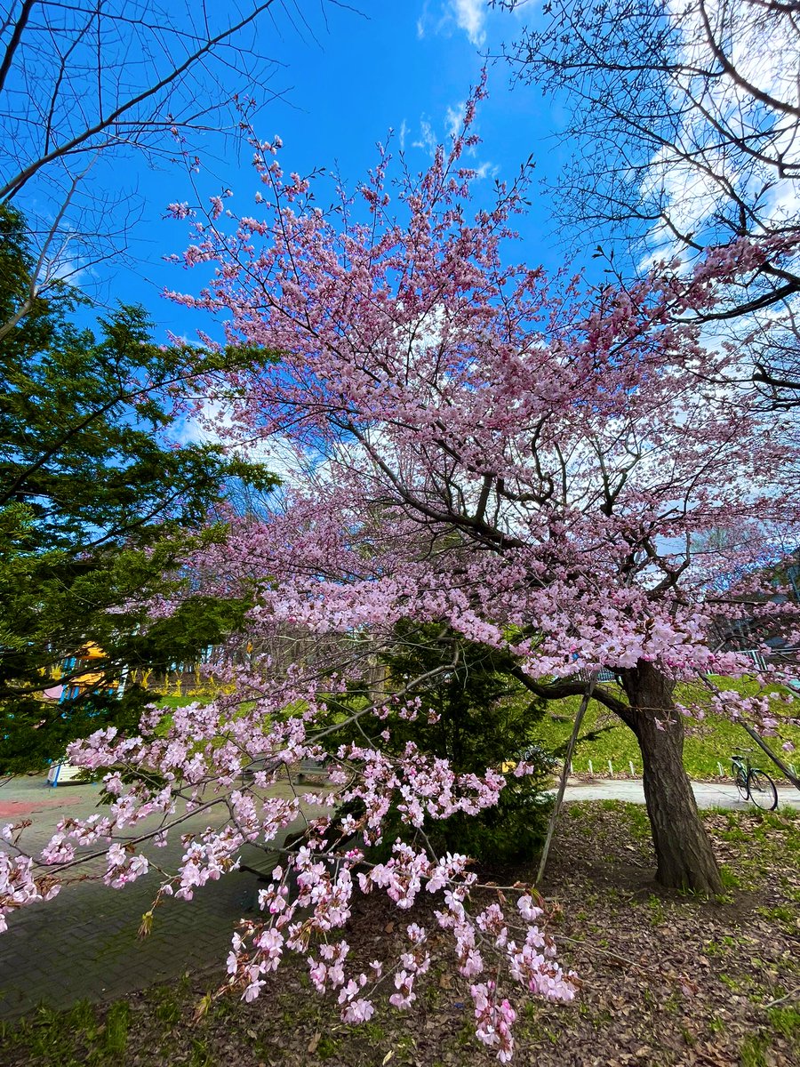 chikochikopeko's tweet photo. 散歩コースの桜

      咲きました 𓂃🌸

🎀llll
( *˘ ³˘)春の香り🩷

 #sapporo   𓂃 🗾 https://t.co/e8rANZec6J