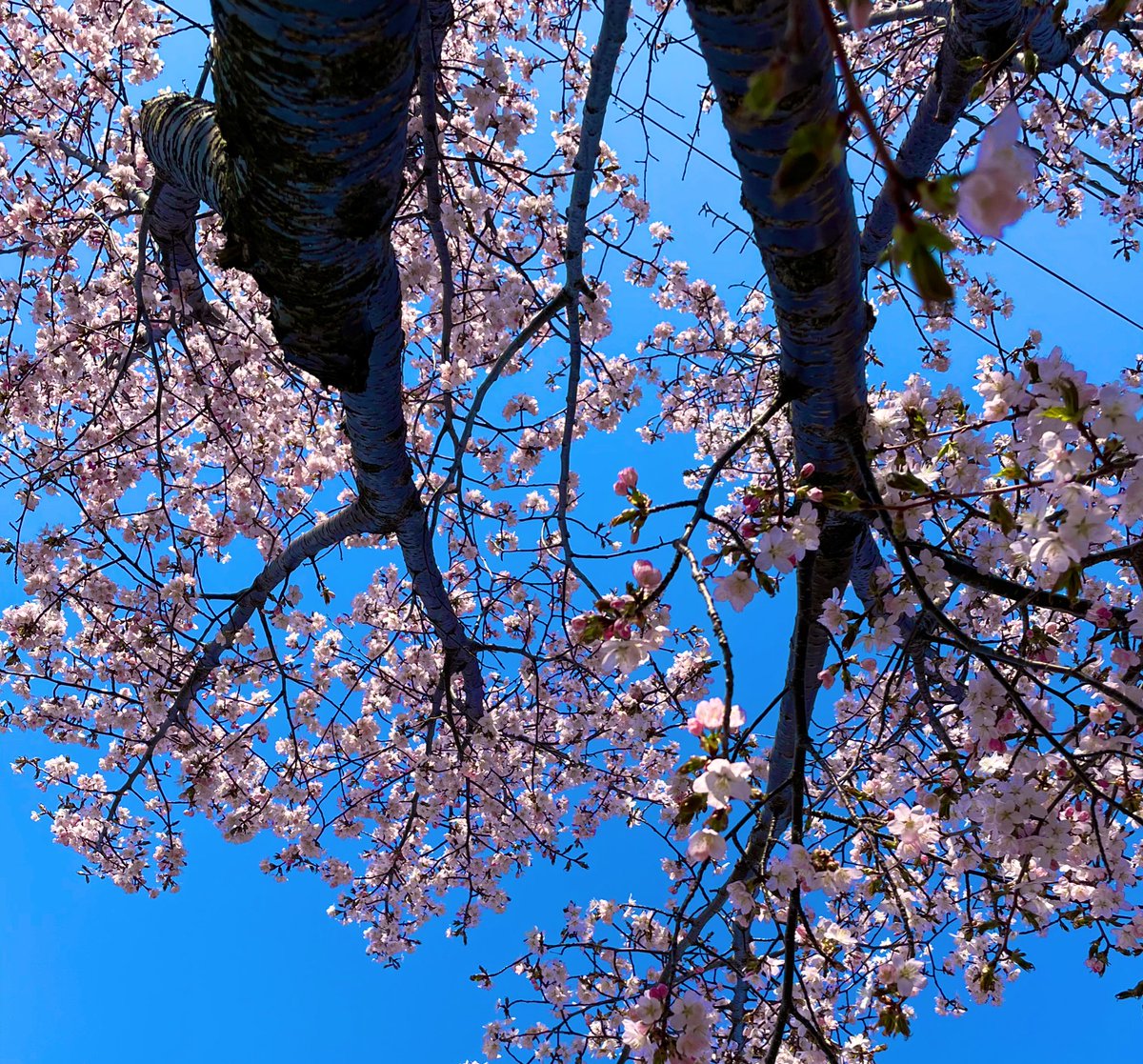 chikochikopeko's tweet photo. 散歩コースの桜

      咲きました 𓂃🌸

🎀llll
( *˘ ³˘)春の香り🩷

 #sapporo   𓂃 🗾 https://t.co/e8rANZec6J