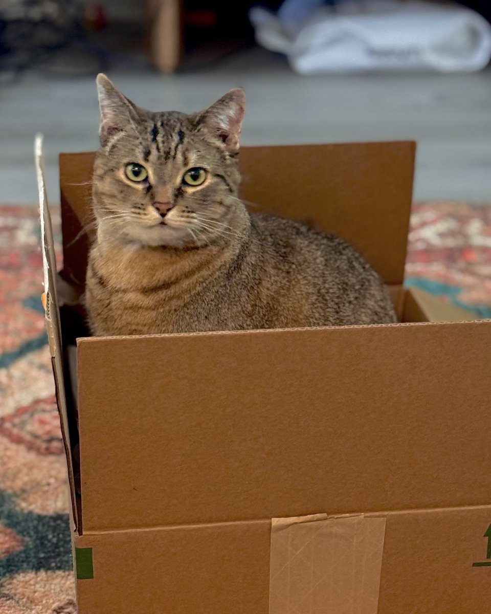 DawnMBennettVA's tweet image. Twitter, I have a mission for you.

Can you Photoshop my cat to look like Snake from MGS? 😆