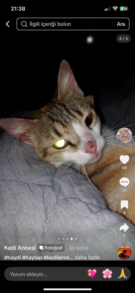 Vetapeks Vet soma MANISA 
kisirlastirma icin getirilen kediye siddet uygulanmis. Burnu sismis kulaklari kanamis bir gozunde isik yansimasi bile yok kor kalmis olma intimali var ++
