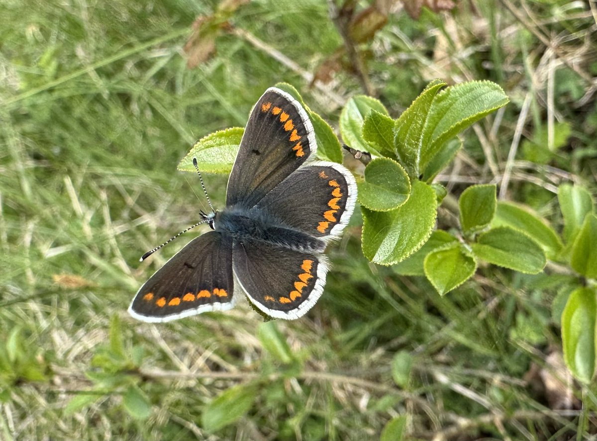 Brown Argus (Aricia agestis) photographed on #BansteadDowns today. 

The Brown Argus feeds almost exclusively on Common Rock-rose (Helianthemum nummularium) when recorded on calcareous grasslands.