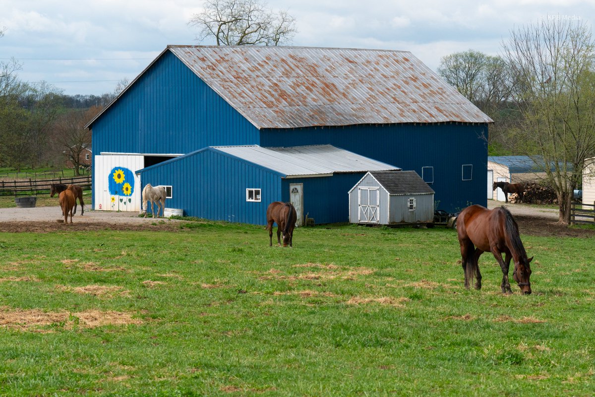 This year's Woodford Reserve Mint Julep Charity Cup Program benefits one of our favorite organizations, Our Mims Retirement Haven (<a href="/MimsRetirement/">Our Mims Retirement Haven (OMRH)</a>)!

Dedicated to providing a peaceful retirement for aged mares, Our Mims offers a safe haven for "The Ladies", each with a unique