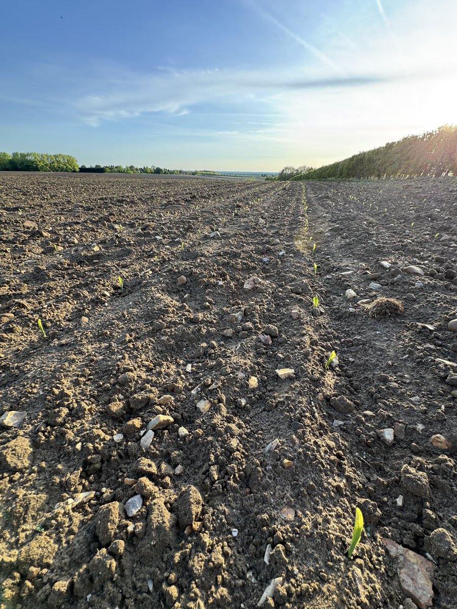 The earliest finish to maize sowing I can remember, this some of the last sown Aroldo maize. 🌽 ☀️ #biogas #AD #greenenergy