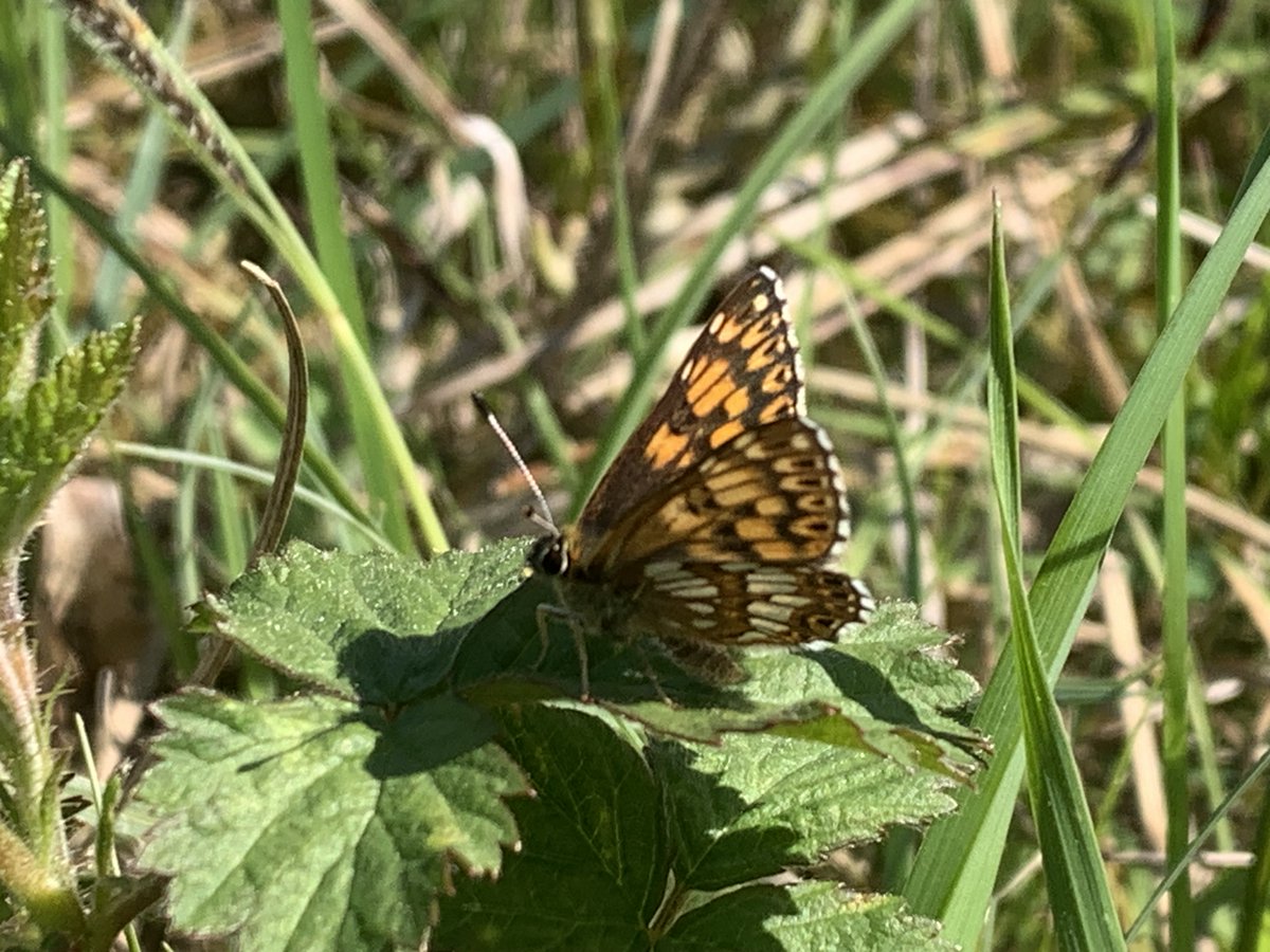kentdowns6's tweet image. Great to see these newly created wildflower grasslands sporting early season duke of burgundy sightings this year. Colony sites increasing year by year thanks to East Kent Downs farmers creating new sp. rich habitats over long time scales to drive nature recovery #1to1farmadvice