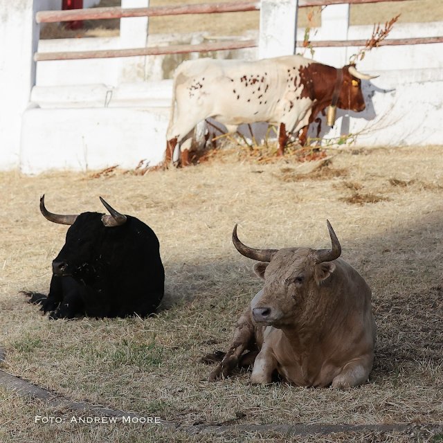 Tristán LL tweet media