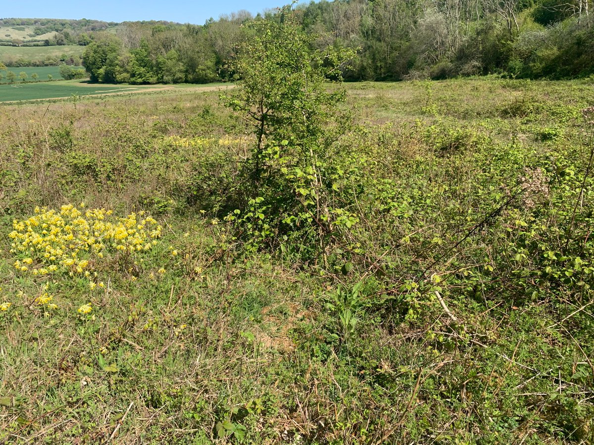 kentdowns6's tweet image. Great to see these newly created wildflower grasslands sporting early season duke of burgundy sightings this year. Colony sites increasing year by year thanks to East Kent Downs farmers creating new sp. rich habitats over long time scales to drive nature recovery #1to1farmadvice