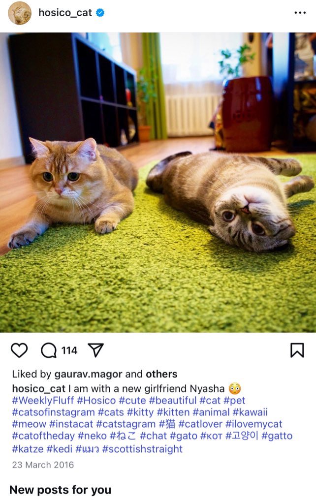 hahahahahha123 tweet media