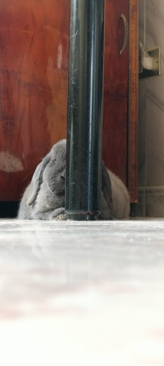 Sir Lancelot: You can't see me, can you? No, obviously 😎 I am perfectly hiding 😎