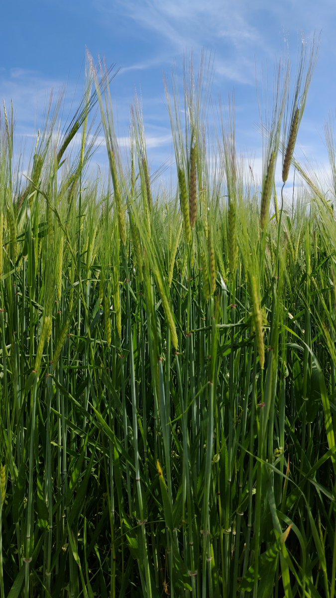 Corn, winter wheat and barley