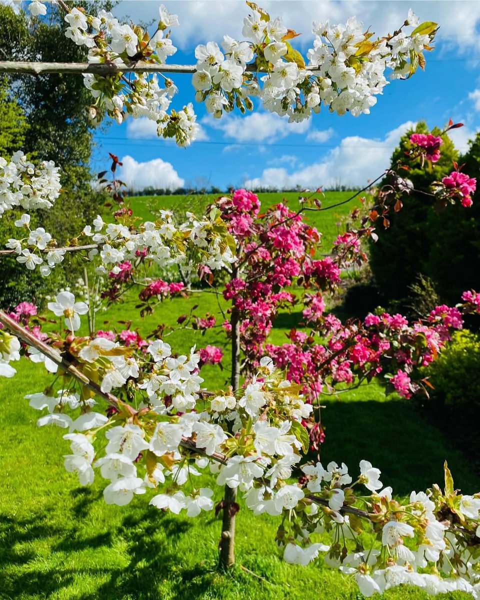 When the blossom starts to bloom, you know its Spring! 💮 🌸 

📍 Blackwell House
📸 Credit to @blackwell_country_house for this beautiful shot!

Tag us in your captures using #VisitArmagh