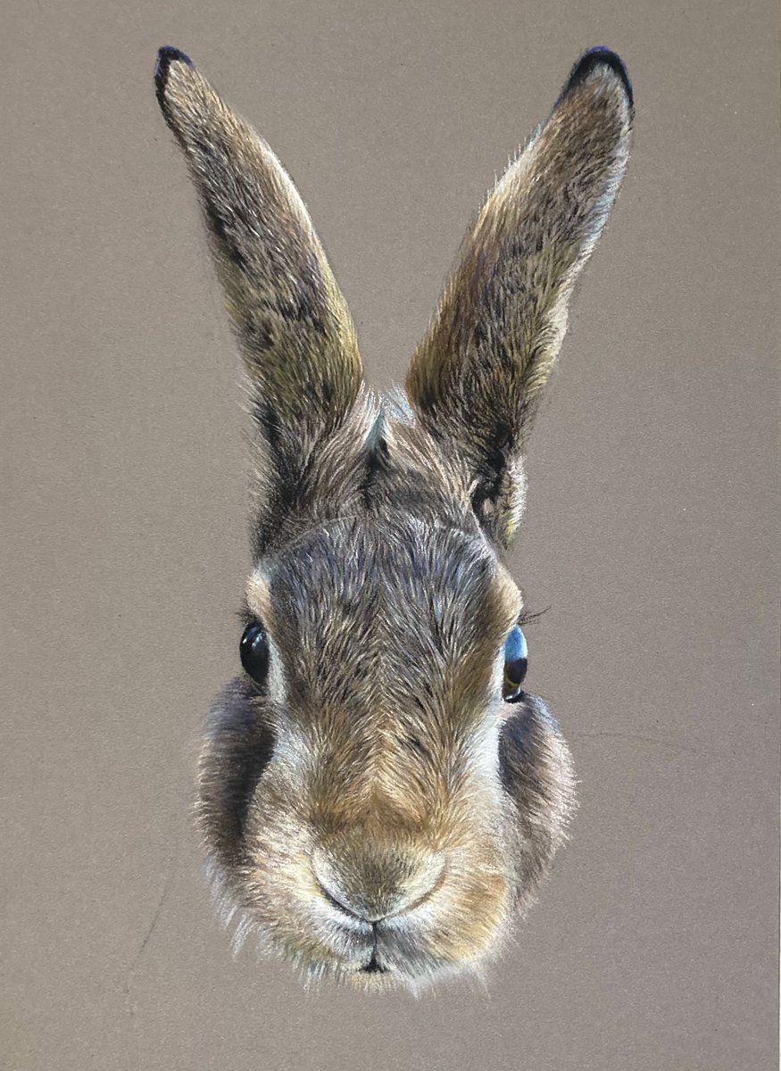 Paulmillerart's tweet image. Work in progress, A lovely Hare for @DBRacingUK fingers crossed it turns out ok. Hope everyone&apos;s had a lovely weekend🐇. #art #realism #drawing #painting #wildlife