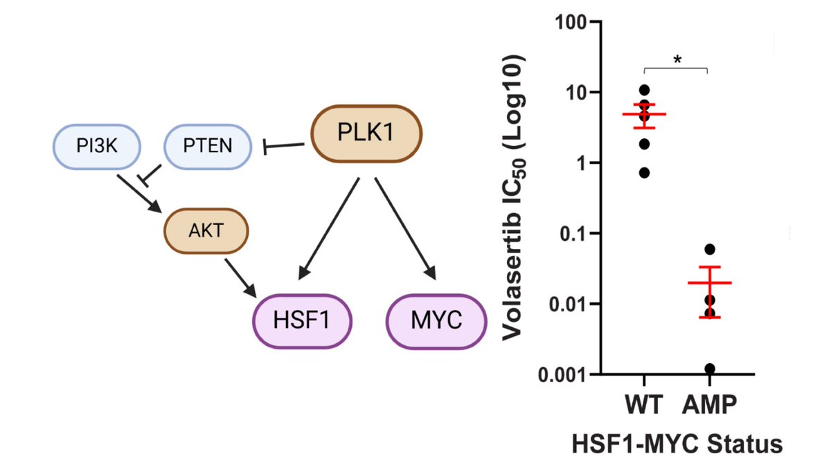 Cancer Research Communications (@crc_aacr) on Twitter photo Read "MYC and HSF1 Cooperate to Drive Sensitivity to Polo-like Kinase 1 Inhibitor Volasertib in High-Grade Serous #OvarianCancer" from <a href="/kennyneph/">Kenneth P Nephew</a>, Chair of the Molecular Targets for Overcoming Resistance #AACR25 Minisymposium: doi.org/10.1158/2767-9…
#OpenAccess Read "MYC and HSF1 Cooperate to Drive Sensitivity to Polo-like Kinase 1 Inhibitor Volasertib in High-Grade Serous #OvarianCancer" from <a href="/kennyneph/">Kenneth P Nephew</a>, Chair of the Molecular Targets for Overcoming Resistance #AACR25 Minisymposium: doi.org/10.1158/2767-9…
#OpenAccess