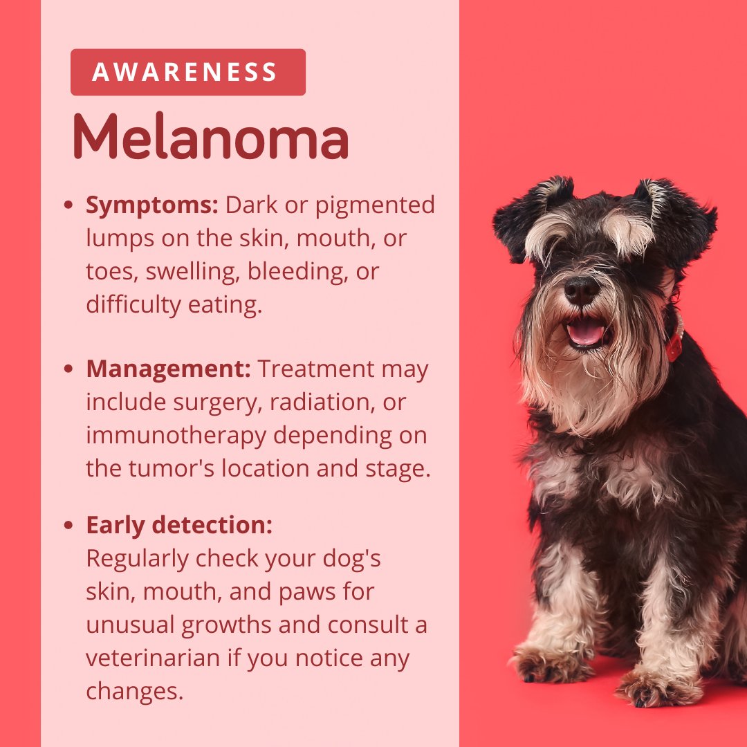 Point Vicente Animal Hospital tweet media