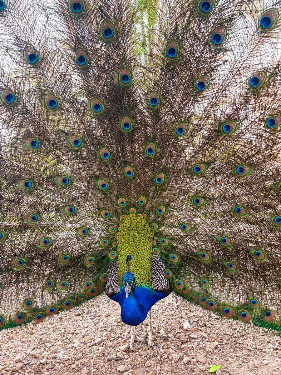 My dude Kevin is looking amazing this year!! #beautiful #NatureLovers #amazing