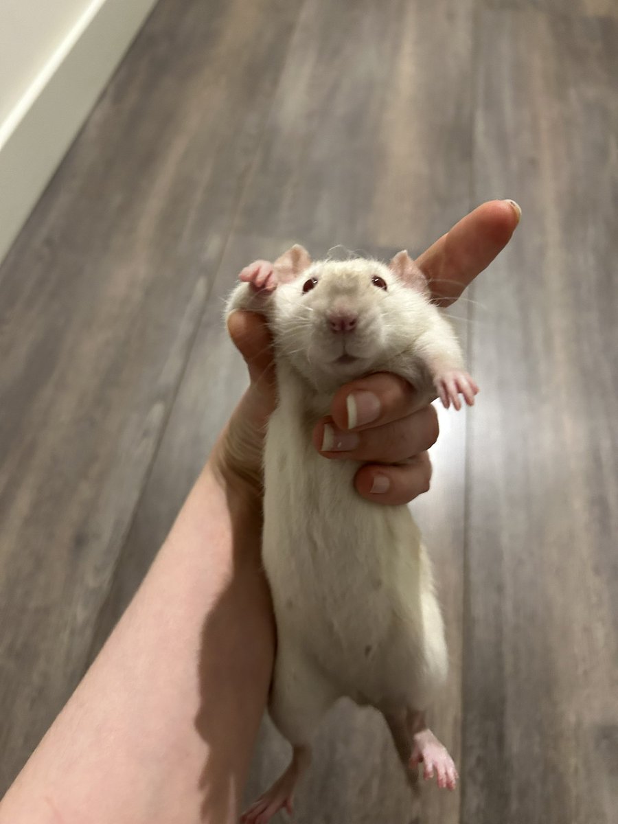 IsaRatties's tweet image. Tell me your secrets little one