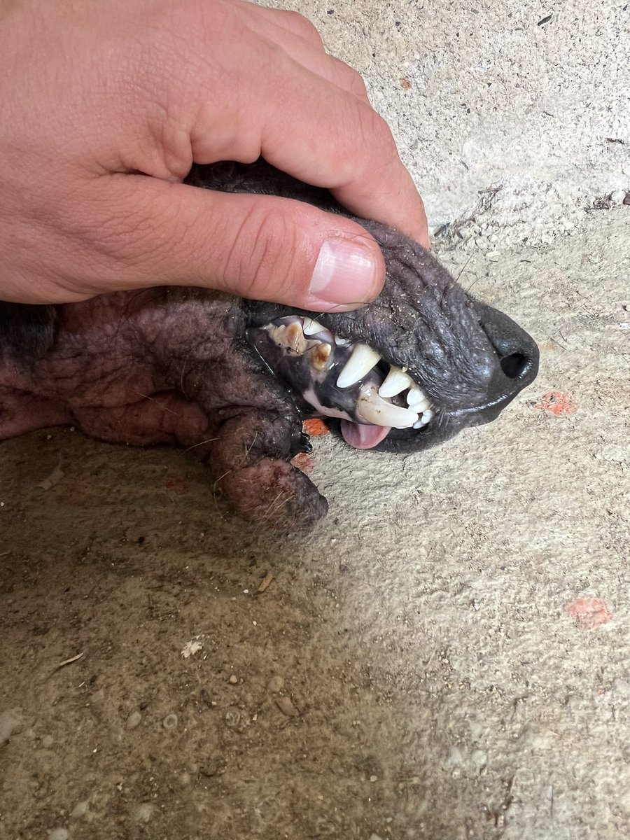 Alejandro Cardona tweet media