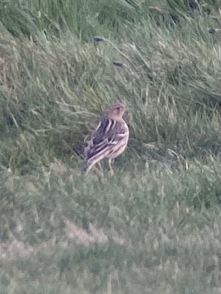 Jack Bucknall (@whitleybirder) on Twitter photo Delighted to catch up with the Red-throated Pipit at Budle Point this evening after dipping the Newton bird in 2021 - elusive at times, I was chuffed to set eyes on it! Lovely addition to my British and Northumberland lists, courtesy of another top tier find by <a href="/RossAhmed/">Ross Ahmed</a>! Delighted to catch up with the Red-throated Pipit at Budle Point this evening after dipping the Newton bird in 2021 - elusive at times, I was chuffed to set eyes on it! Lovely addition to my British and Northumberland lists, courtesy of another top tier find by <a href="/RossAhmed/">Ross Ahmed</a>!