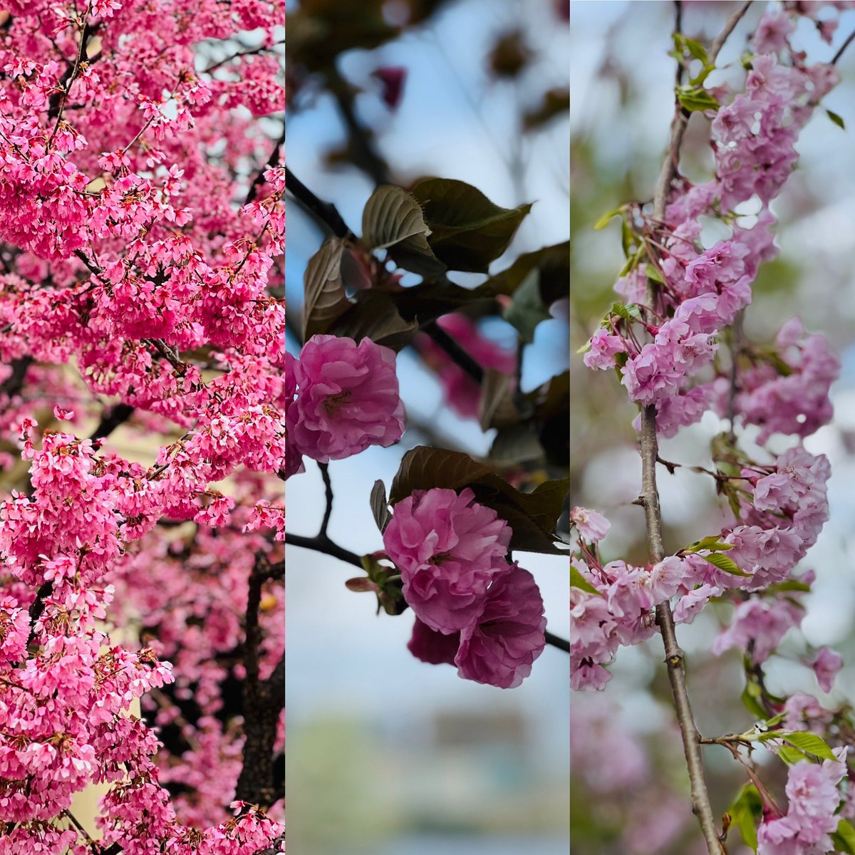 Storm24Jenkins's tweet image. Photoshoot Fresh @outfitgrid @NBA playoff ed 🩷 to @theantedwards_ @Timberwolves @adidasHoops AE1 lows &amp;amp; women’s adidas cargo shorts , @Wale every blue moon hoodie &amp;amp; 🌸 snapback to make the outfit complete ! Full look coming soon ! What are you rocking ? #BelieveThat #WolvesBack
